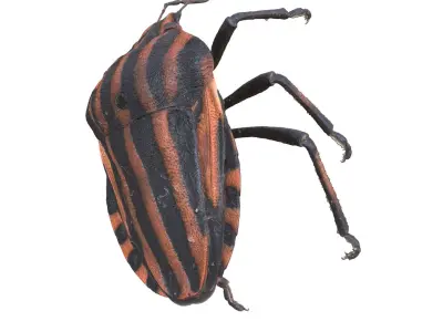  BEETLE GRAPHOSOMA BUG ANATOMY INSECT 