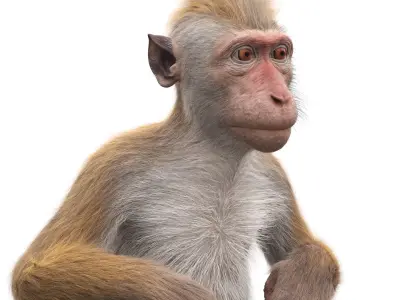  Brown Macaque Sitting on Stone Lantern Fur for Cinema 4D 