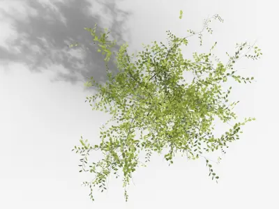 Amelanchier lamarckii Multistem 3D model
