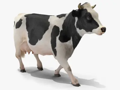  Animated Cow Collection 