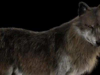  Wolf Fur Animated Rigged 3D 