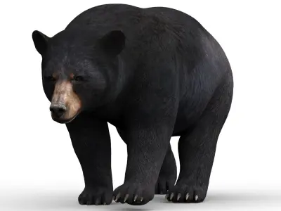  Rigged and Animated Black Bear and Red Wolf Forest Predators 3D Bundle 