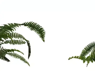 Realistic Fern Plant 3D Model Pack  Low-poly 3D model