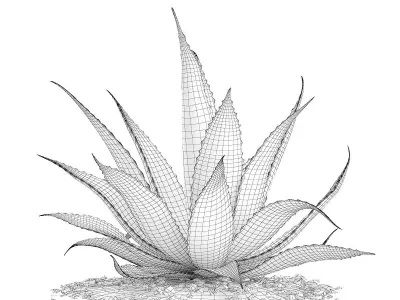 Aloe Aloe Vera 3D model