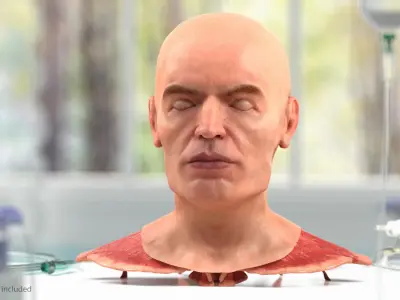  Human Head Full Anatomy and Skin 