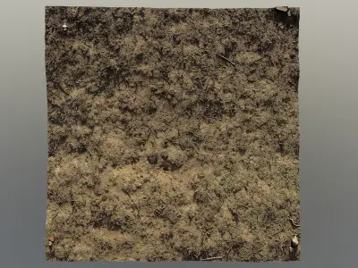 autumngrassgroundscan06102024 3D model