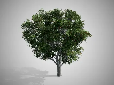 Apple Tree Free low-poly 3D model