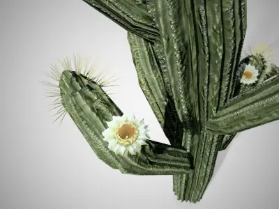 Saguaro Cactus Tree Low-poly 3D model