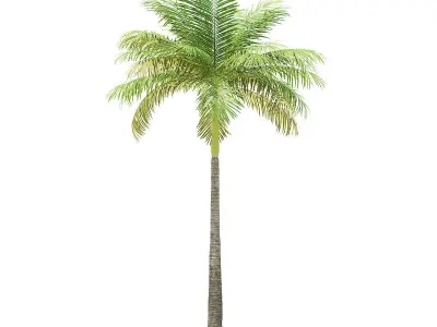 Bottle Palm Tree 3D Model 6m 3D model