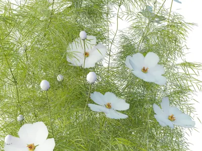 Cosmos flower 3D model