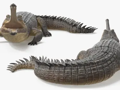  Indian Gharial Crocodile Rigged for Maya 