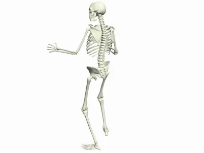 Skeleton Rigged 3D Animations Set 7 - 25 in 1 3D model
