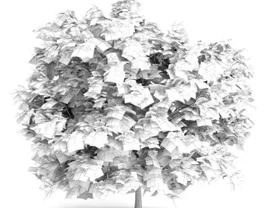 Japanese Maple Acer Palmatum 3D model