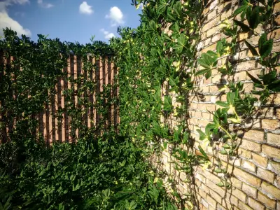 Exterior fencing - VIne - Ivy -brick wall 3D model
