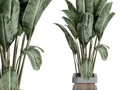 indoor plant set 388 palnt ravenala in a concrete vase Low-poly 3D model