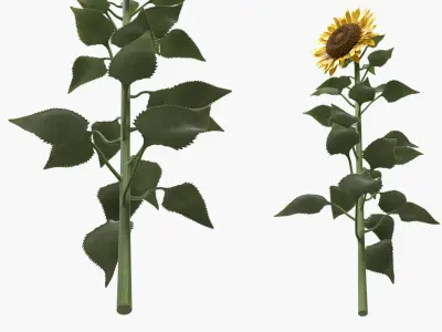  Yellow Flowering Plants Collection 5 