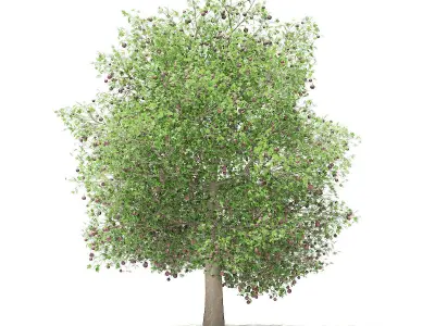 Common fig tree with fruits 3D model