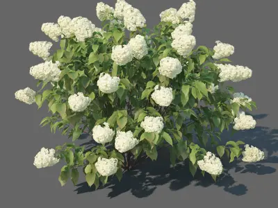 Hydrangea Paniculata Nr3 - Limelight XL - 3 variations 3D model