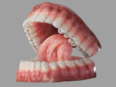  Realistic Human Mouth Teeth Tongue Rigged 
