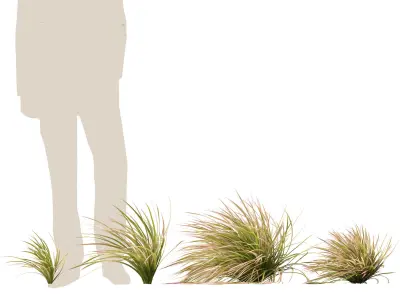 Deschampsia cespitosa Northern Lights - Tufted Hair Grass 02 3D model