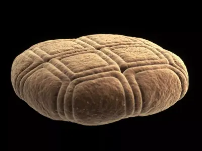 Acacia Pollen Grain 3D model