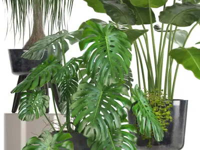  Collection of ornamental plants in pots 