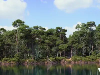 The Pine Environment  Low-poly 3D model