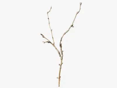  Scanned Sprigs Collection StemCell 