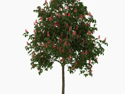 Aesculus x carnea briotii 201SP FL 3D model