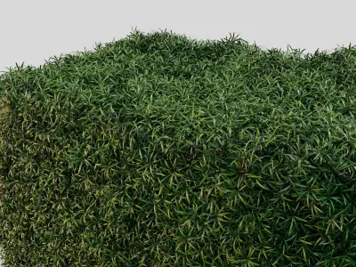 Podocarpus Hedge Realistic Landscape Plant Chaos Scatter 3D model