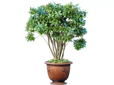 A money tree in a classic potted flowerpot  Indoor plant 3D model