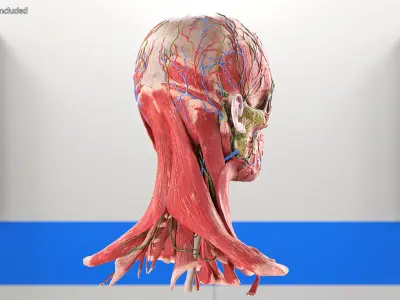  Female Anatomy Head 