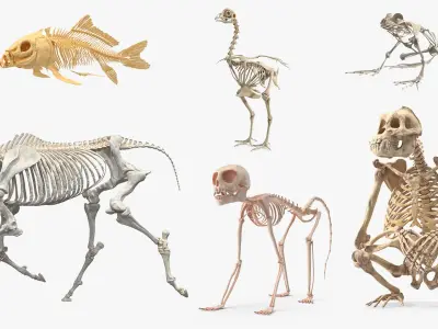  Animal Skeletons Collection 3 