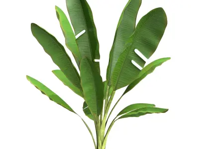  High Poly Banana Palm Musaceae Tree Plant 3D model