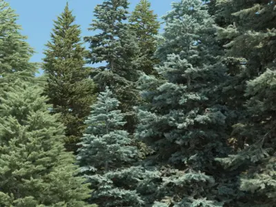  20 Spruce Trees with snow 