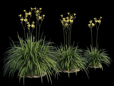 Hemerocallis lilies - lilies 3D model