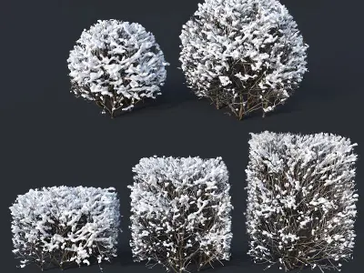 Cotoneaster lucidus Nr7 winter hedge set 3D model