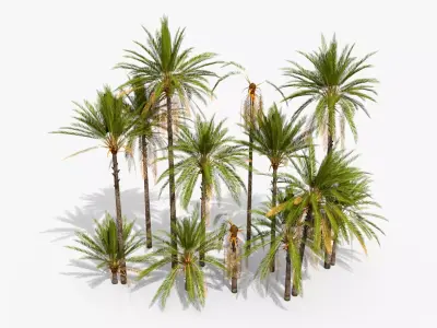 Phoenix Dactylifera Palm Tree Low-poly 3D model