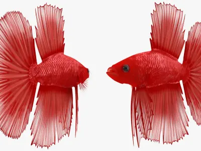  Red Crowntail Betta Fish Swimming Animated Rigged for Cinema 4D 