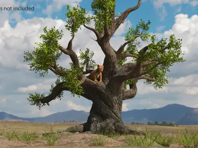  Puma Cub on Ancient Twisted Tree Fur 