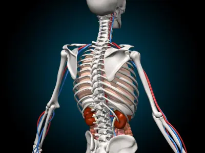  Skeleton and Anatomy 