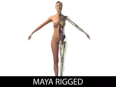 Ultimate Complete Rigged Female 3D model