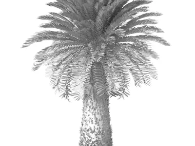 Decorative Evergreen Tall Lush Palm Tree tropical outdoor 3D model