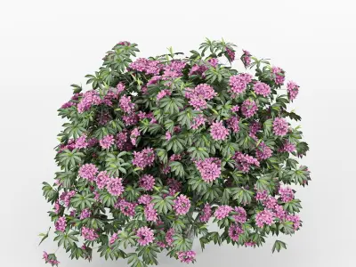 Rhododendron tree with flowers 3D model