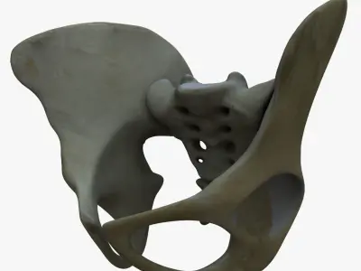 Human Torso Detailed Skeleton 3D model