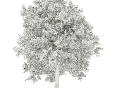 Avocado Tree 3D model