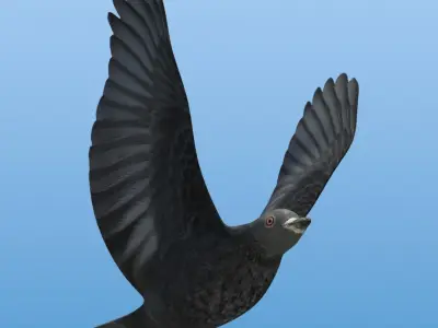  Bird For Flock Animation 