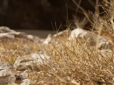 Gobi Desert Wild Grass Survival Ground 3D model