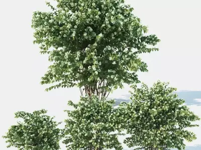 Philadelphus Coronarius Nr3 Three sizes - More blossom 3D model