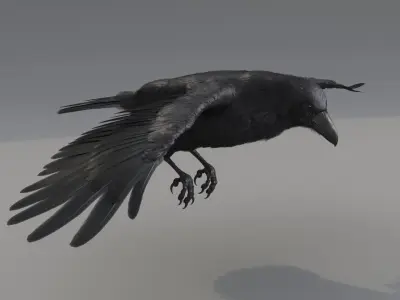  Raven Animated 